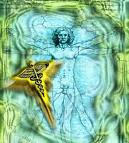 rope bridge in forest with forward facing lines